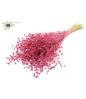 QC Lino Vlas per bunch Cerise ( x 6 )