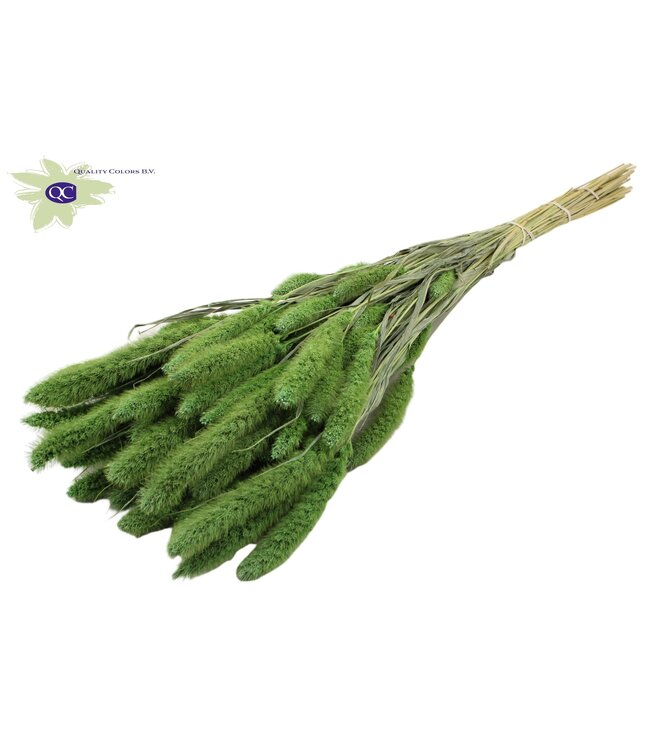 Setaria per bunch Frosted Mint green ( x 15 )