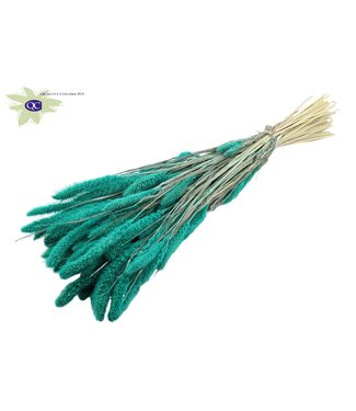 QC Setaria per bunch Intense Turquoise ( x 6 )