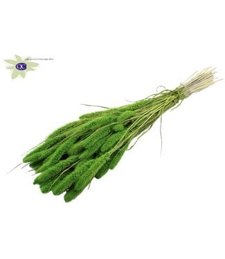 QC Setaria per bos Intense groen | Per 6 stuks