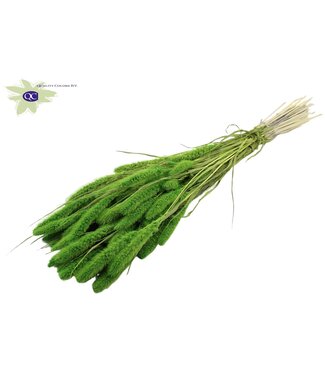 QC Setaria per bunch Intense Green ( x 6 )