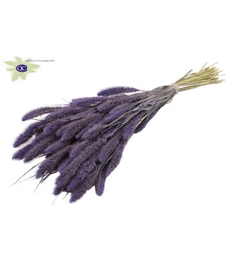 QC Setaria per bunch Frosted Milka ( x 15 )