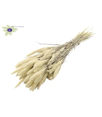 QC Setaria per bunch Intense White ( x 6 )