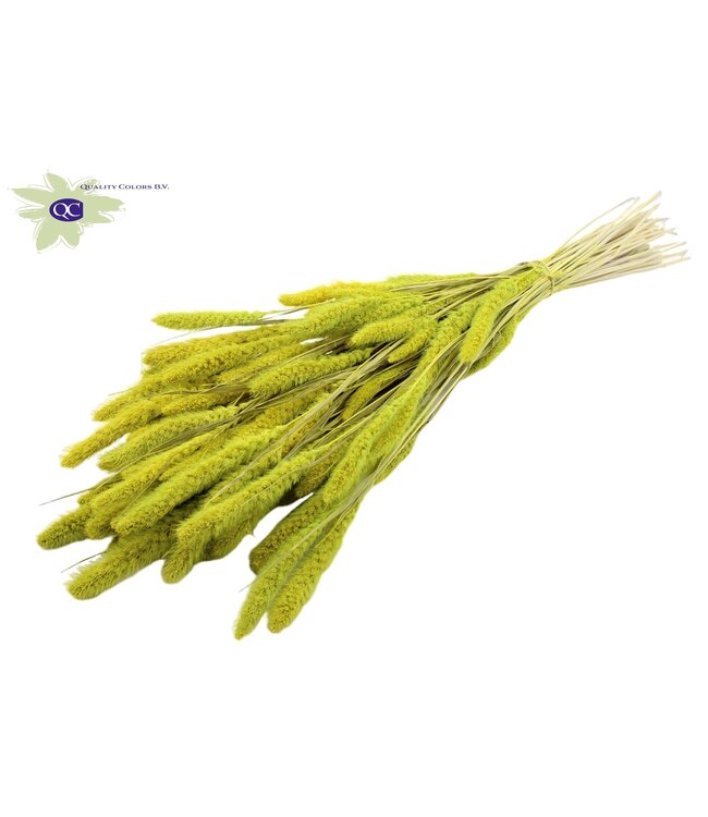 Setaria per bunch Intense Mint Green ( x 6 )