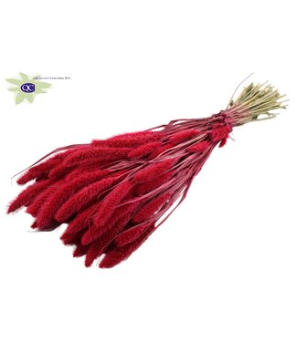 QC Setaria per bunch Cerise ( x 15 )