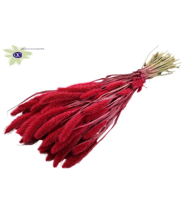 Setaria per bunch Cerise ( x 15 )