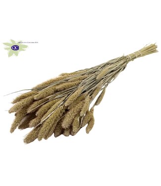 QC Setaria per bunch Frosted White ( x 6 )