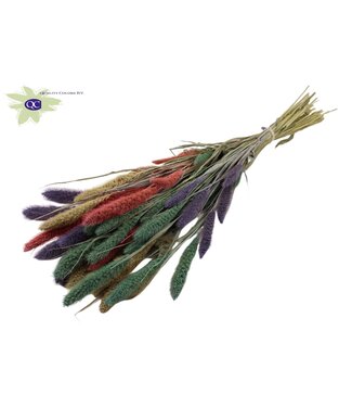 QC Setaria per bunch colourful 1 ( x 6 )