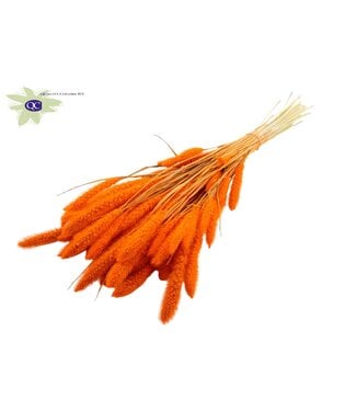 QC Setaria per bos Intense oranje | Per 6 stuks