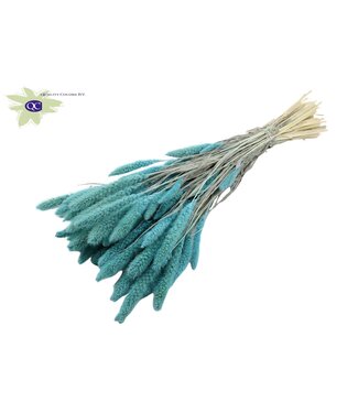 QC Setaria per bunch Intense Light Blue ( x 6 )