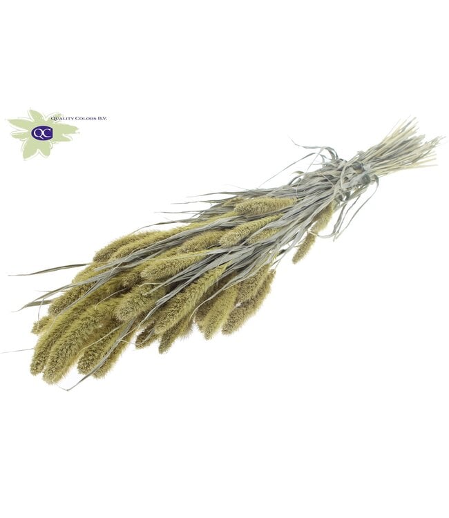 Setaria per bunch Frosted Light Yellow ( x 6 )