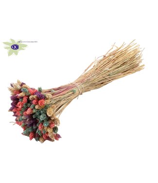 QC Mixed colours dried mini Canary grass | Phalaris dried flowers | Per 6 bunches