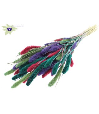 QC Setaria per bunch Colourful 7 ( x 6 )