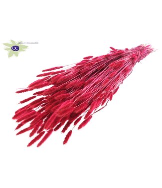 QC Polypogon per bunch Cerise ( x 6 )