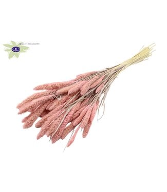 QC Setaria per bos Intense mat roze | Per 6 stuks