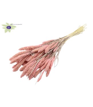 QC Setaria per bunch Intense Frosted Pink ( x 6 )