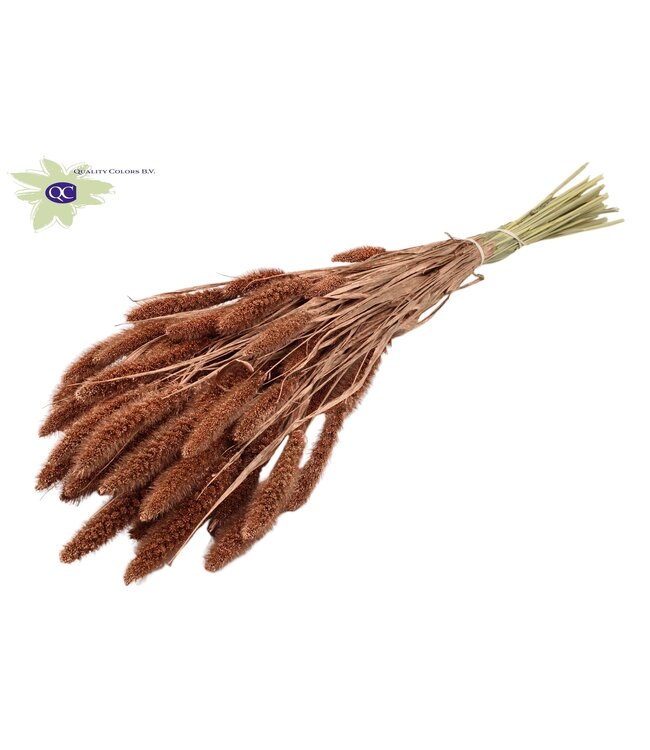 Setaria per bunch Copper ( x 15 )