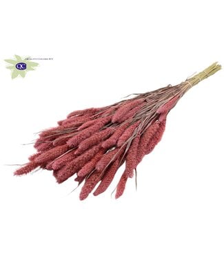 QC Setaria per bos mat roze | Per 6 stuks