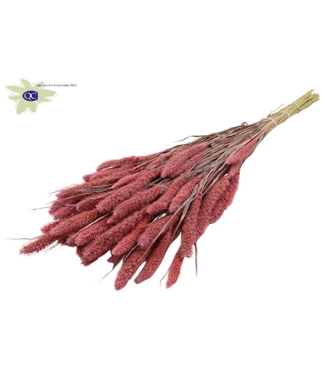 Setaria per bos mat roze | Per 6 stuks te bestellen