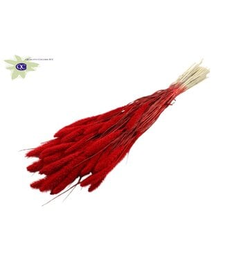 QC Setaria per bos Intense rood | Per 6 stuks