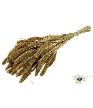 QC Setaria per bunch Gold ( x 15 )