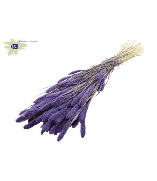 QC Setaria per bunch Intense Milka ( x 6 )