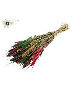 QC Setaria per bunch colourful 2 ( x 6 )