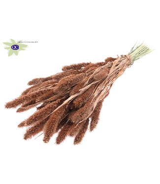 QC Setaria per bunch Copper + Glitter ( x 6 )