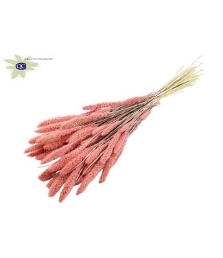 QC Setaria per bos Intense roze | Per 6 stuks