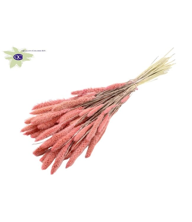 Setaria per bos Intense roze | Per 6 stuks te bestellen