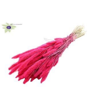 QC Setaria per bunch Intense Cerise ( x 6 )