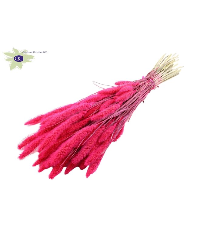 Setaria per bunch Intense Cerise ( x 6 )