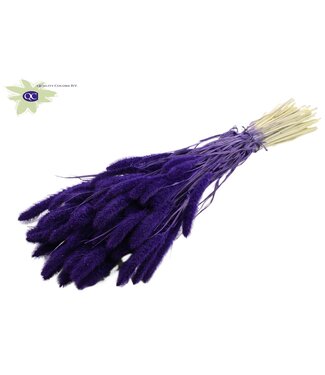 QC Setaria per bunch Intense Purple ( x 6 )