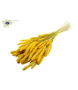 QC Setaria per bunch Intense Yellow ( x 6 )