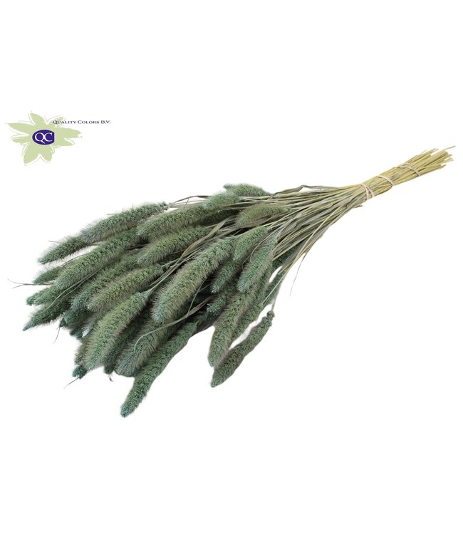 Setaria per bunch Frosted Light Blue ( x 15 )