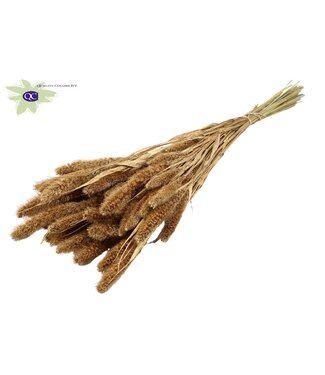 QC Setaria per bunch Antique Gold ( x 15 )