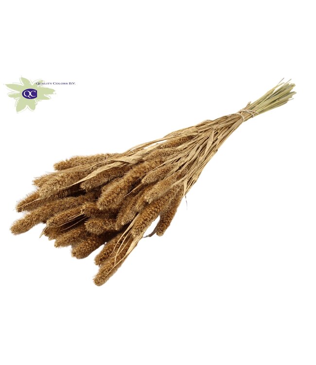 Setaria per bunch Antique Gold ( x 15 )