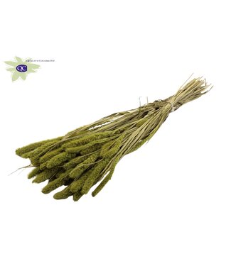 QC Setaria per bunch Light Green ( x 15 )