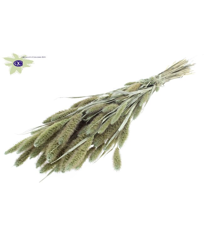 Setaria per bunch Pearl Mint Green ( x 6 )