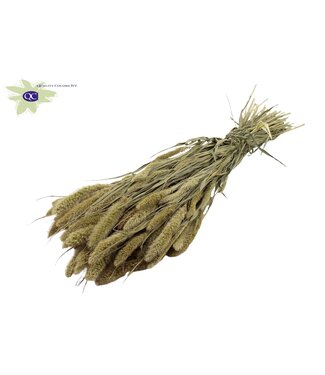 QC Setaria per bunch Natural ( x 15 )