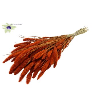 QC Setaria per bunch Orange ( x 6 )