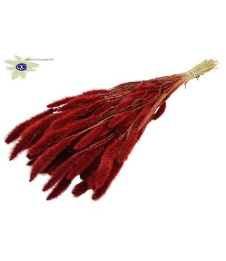 QC Setaria per bos rood | Per 15 stuks