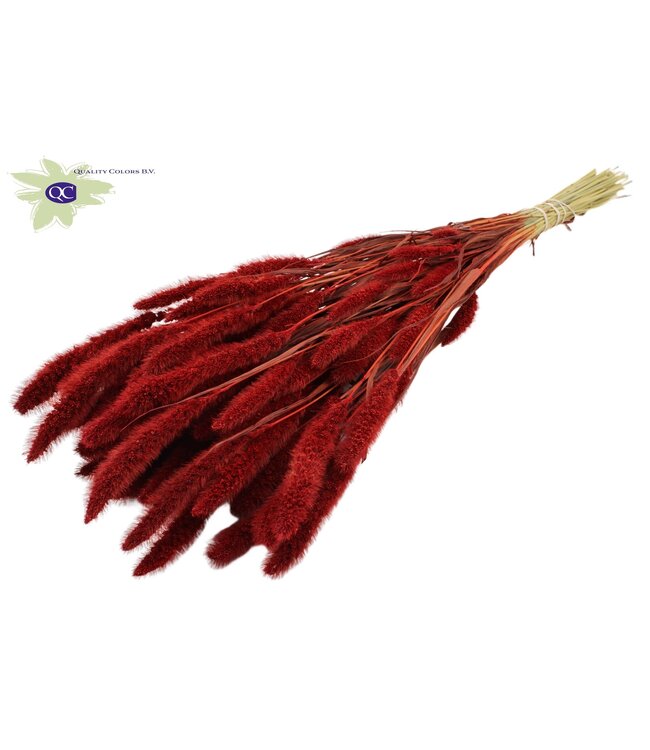 Setaria per bunch Red ( x 15 )