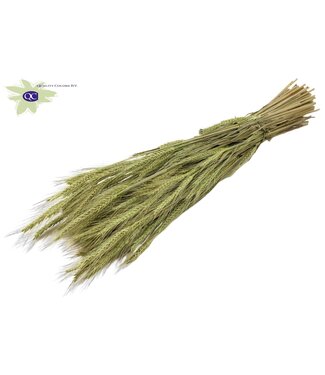 QC Triticale per bos mat Mint green | Per 6 stuks