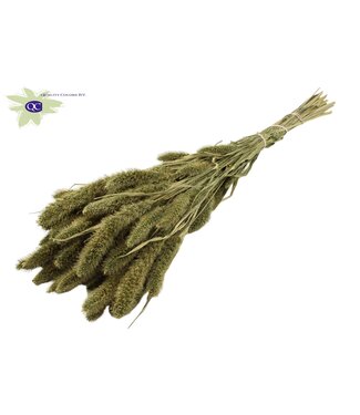 QC Setaria per bunch Antique Green ( x 6 )