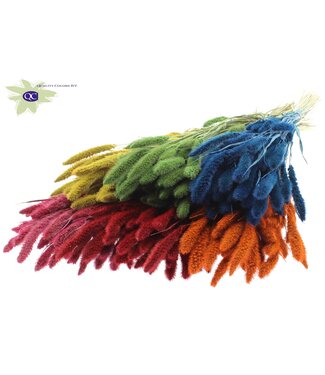 QC Setaria per bunch Mixed colours ( x 6 )