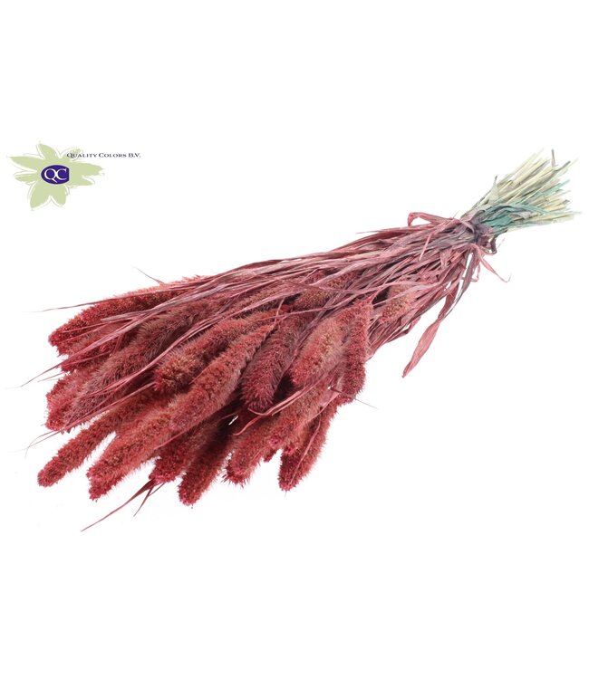 Setaria per bunch Pearl Coral ( x 6 )