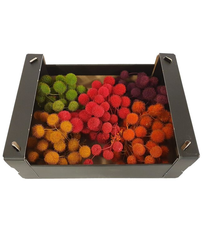 Small ball per bos in poly gemengde kleuren Autumn | Per 5 stuks te bestellen