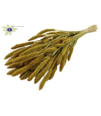 QC Setaria per bunch Yellow ( x 6 )