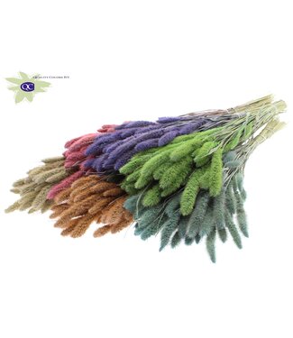 QC Setaria per bunch Mixed colours Frosted ( x 15 )